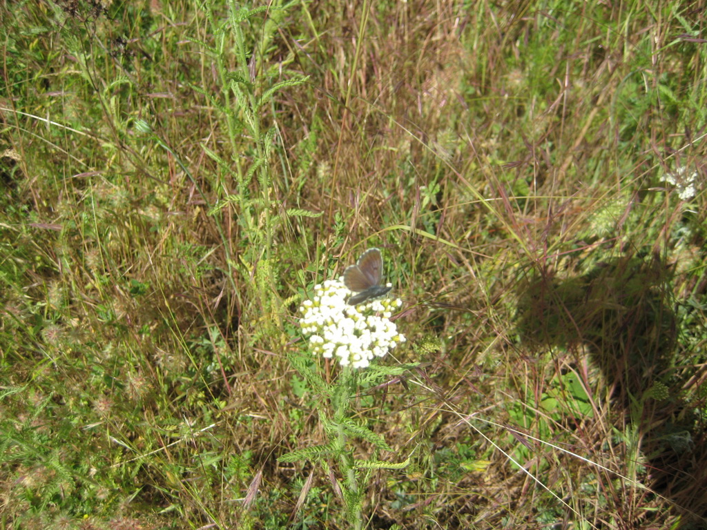 pastuh - 04.06_16.2011